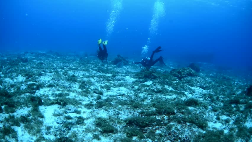 Scuba divers  following a hawksbill turtle
