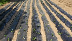 Aerial view of plant lines covered with mulching films for moisture protection. - Powered by Shutterstock - Get 15% off with code: PIKWIZARD15