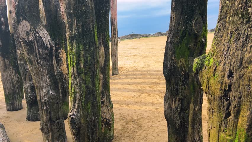 Walking along the Plage de l’Eventail sandy beach along the wooden pilings of the breakwaters overlooking the English Channel in Saint Malo, Brittany, France.