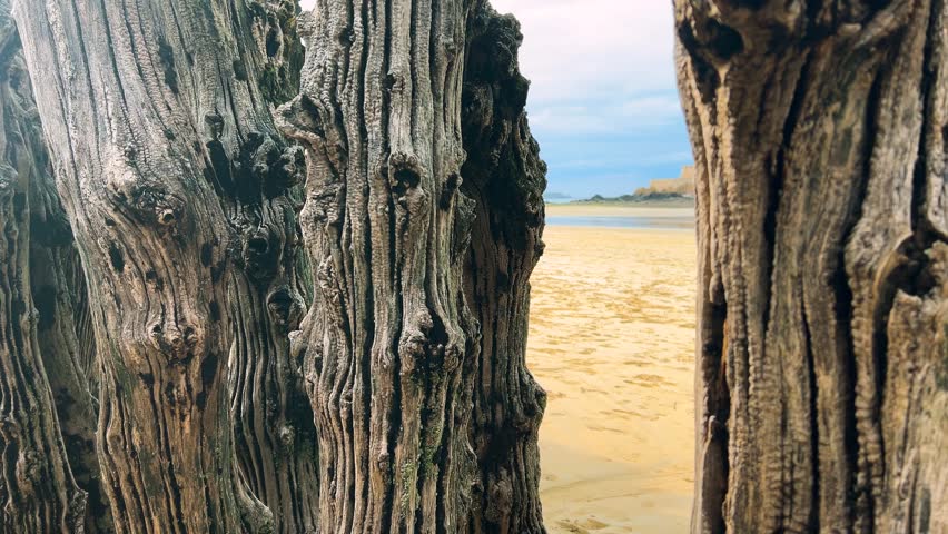 View through the wooden pilings of the breakwater onto the Plage de l’Eventail sandy beach of the English Channel at low tide in Saint Malo, Brittany, France.
