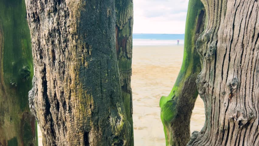 Walking along the Plage de l’Eventail sandy beach along the wooden pilings of the breakwaters overlooking the English Channel in Saint Malo, Brittany, France.