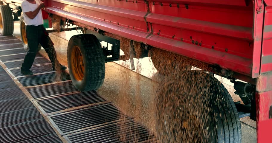 Unloading wheat from the tractor trailer in a silo after harvest, close up - slow motion