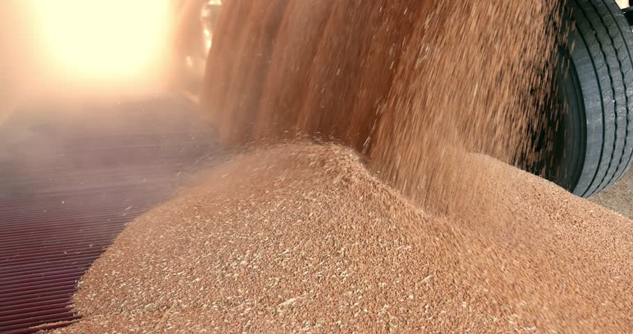 Unloading wheat from the tractor trailer in a silo after harvest, close up - slow motion