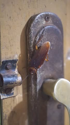 Close-up of a brown cockroach on a rusty door lock, representing sanitation problems in urban environments.
