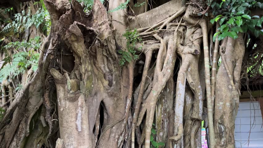 Ancient Banyan Tree