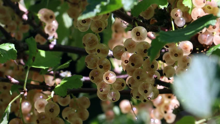 white currants on a currant bush 4k 30fps video