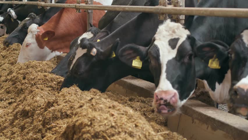Raising cows on a modern farm. Cows are fed in an organized barn.