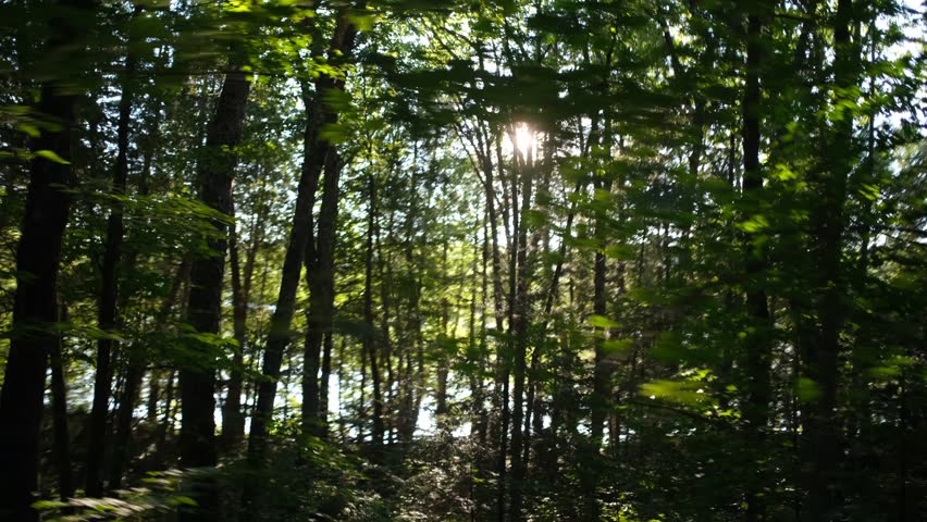 Sunlight coming through a forest, seen from a moving car