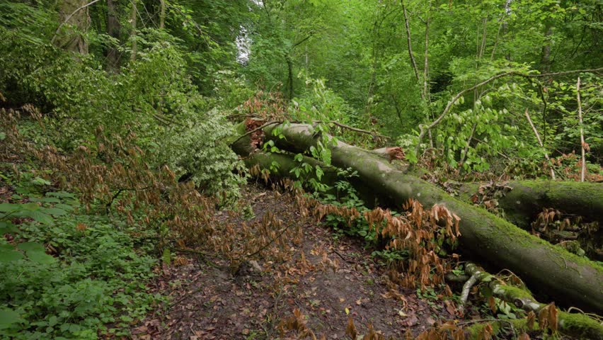 Large fallen tree blocks a forest hike trail, brought down by a recent natural disaster.