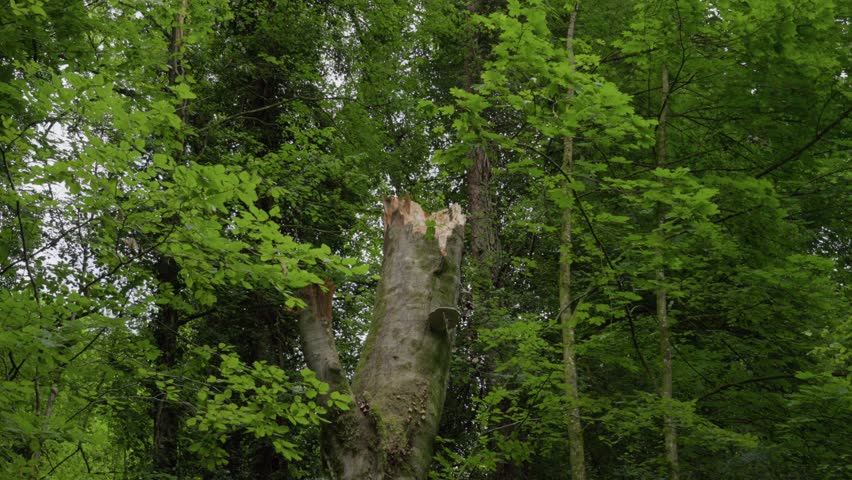 A tree split in half in a forest Nature’s fragility and the aftermath of seasonal storms.