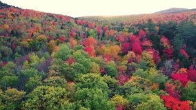Breathtaking Waterfall in Dense Jungle with Sunlit Forest and Tranquil Woods in Stunning 4K Quality - Powered by Shutterstock - Get 15% off with code: PIKWIZARD15