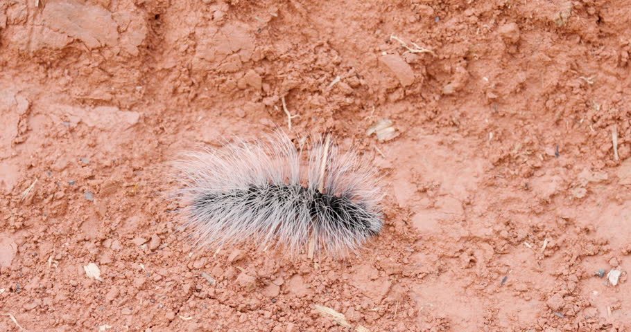 Hairy caterpillar crawls slowly across dry reddish soil in national park captured in slowmotion, highlighting delicate movement of tiny creature in natural habitat with earthy background