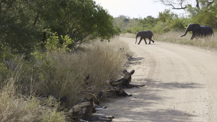 African wild dog (Lycaon pictus) or painted dog, pack watching alert at a herd of Elephant crossing a road, Kruger N.P. South-Africa