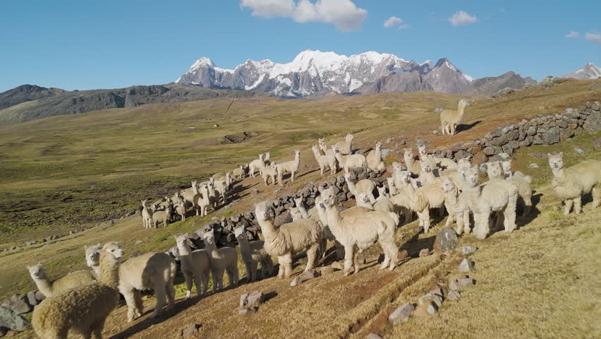 Many llamas grazing with Ausangate snowy mountains in Peru under clear blue sky