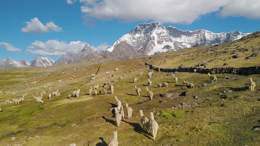 Llamas grazing in Ausangate Peru with snowy mountain peak and sunny blue sky