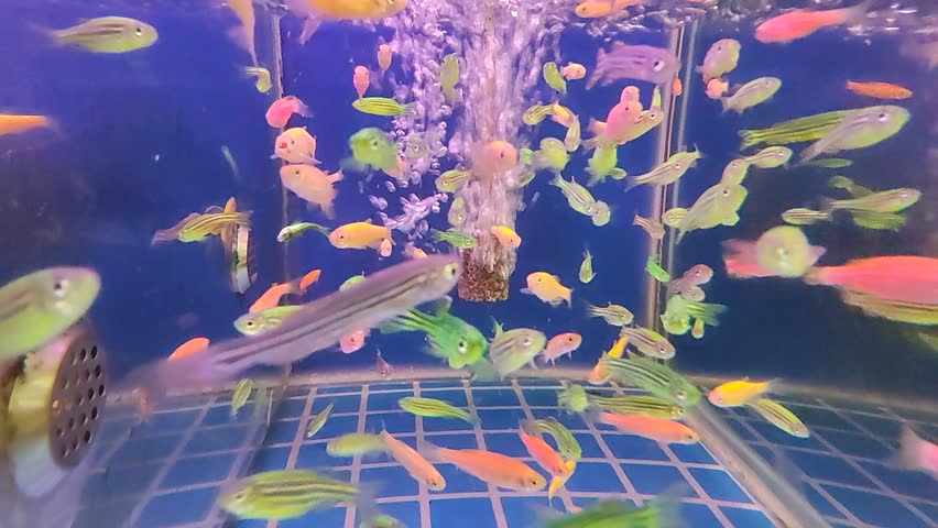 A group of Zebrafish swimming