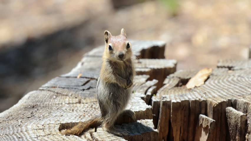 Golden-Mantled Ground Squirrel standing on a stump near lake tahoe california