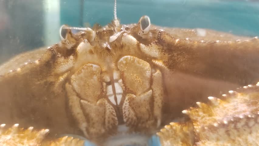 A swimming crab in water tank 