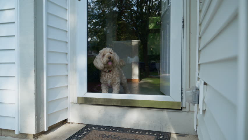 Goldendoodle Dog Looking Out Glass Door
