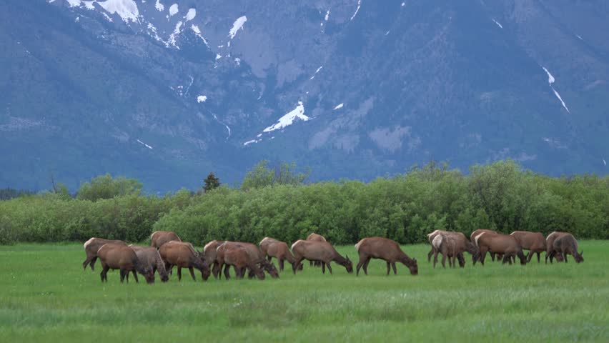 Beautiful Wildlife Scenery And Landscape In Grand Teton National Park, Wyoming, USA. A Gang Of Elk Grazing In The Grassy Meadows Of The Willow Flats.