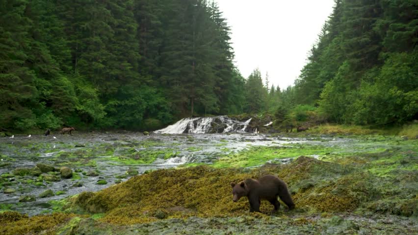 A brown bear walks slowly along a moss-covered riverbank in a dense forest. Peaceful wildlife scene captured in a natural green wilderness environment.