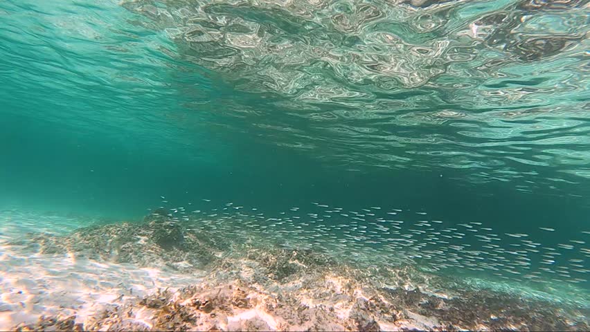 Underwater seabed with cristal clear water and school of fish over rocks 
