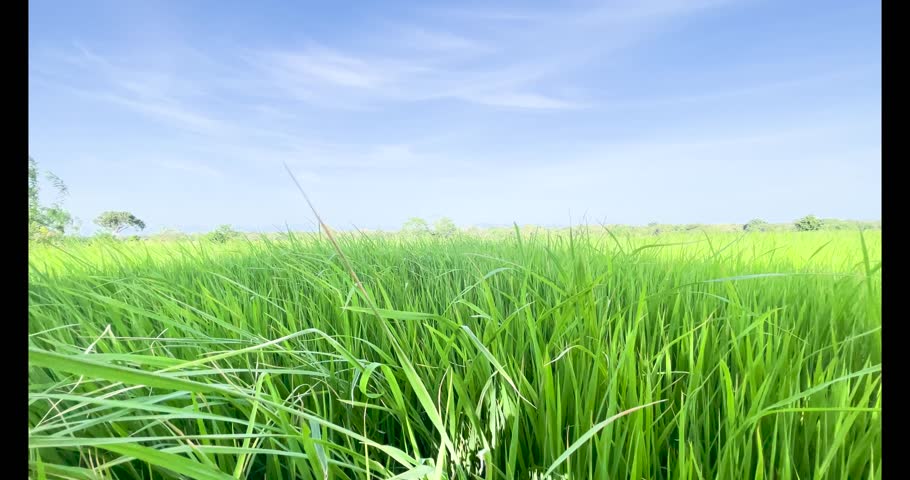 This 10-second horizontal video captures young green paddy plants gently swaying in the morning breeze at 7:00 AM. Shot in a calm rural village, the clear and tranquil scene showcases fresh rice plant
