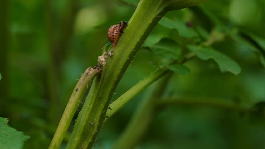 A larva of the Colorado potato beetle is seen munching on the vibrant green leaves of potato plants in a summer garden highlighting the impact of this pest on crops