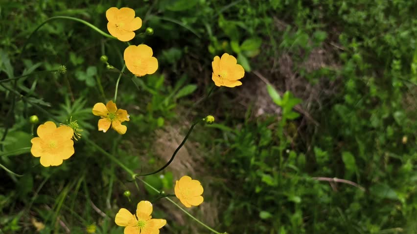 A bunch of yellow flowers that are in the grass.