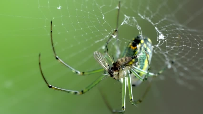 Extreme Close-Up, Orchard Spider Eats its Prey, Weaving Delicate Silk Web