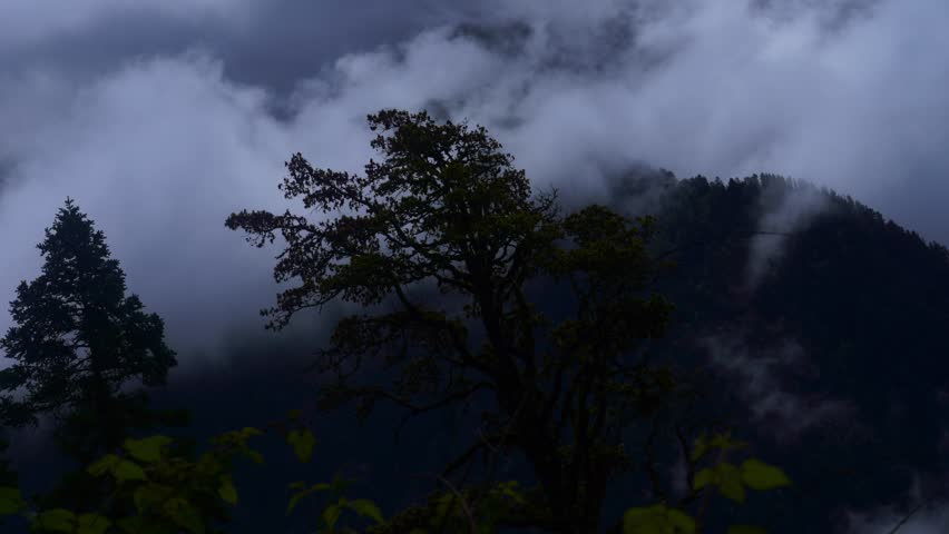 Timelapse of Silhouetted Trees in Foggy Forest – Dark Misty Himalayan Landscape
