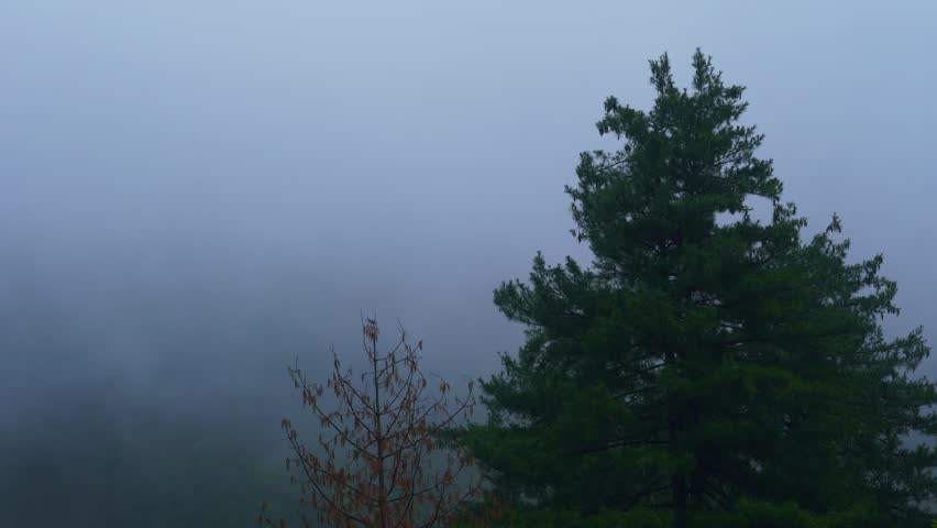 Timelapse of Pine Forest in Morning Fog – Peaceful Monsoon Scene in the Himalayas