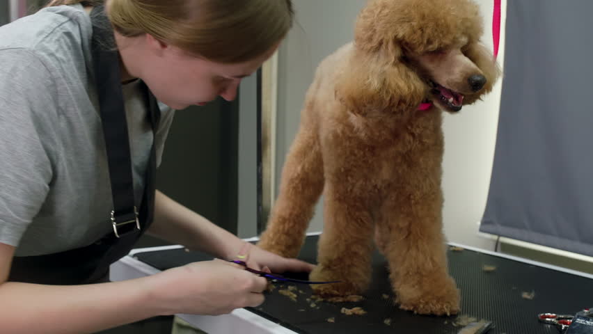 Skilled groomer carefully trims the fur of a small, light brown poodle on a grooming table, using sharp scissors and a pink leash for control