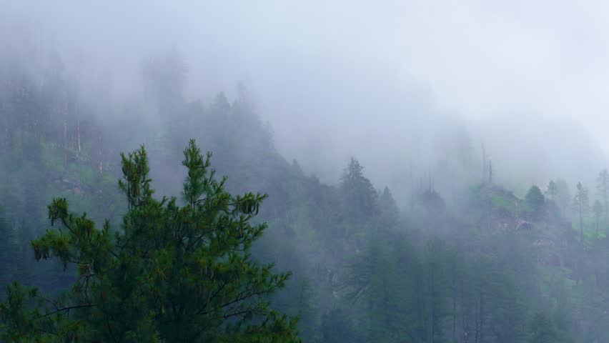 Green Pine Forest on Misty Mountain Slope in Himachal Pradesh – Monsoon Fog Landscape