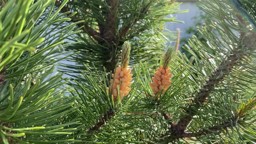 Young pine cones peek out from a lush branch, surrounded by vibrant needles, as sunlight brightens a botanical garden in spring.