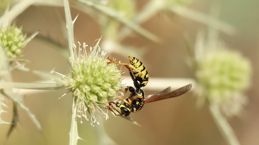 European paper wasp (Polistes dominula) feeding on nectar from the inflorescence of the panicle Eryngium campestre, Alcoy, Spain