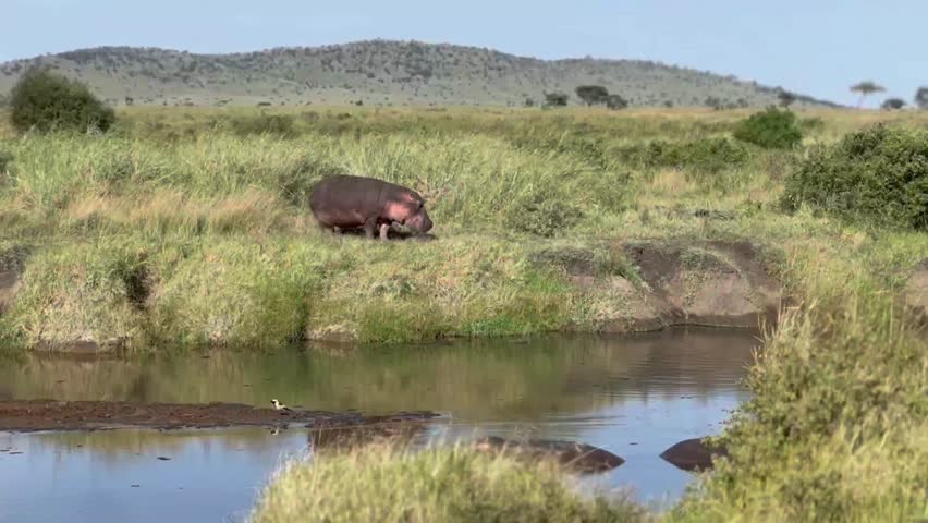 Hippo animals Serengeti national park.