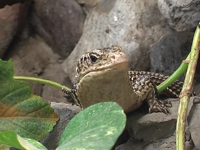 brown lizard sitting on the branch in the city zoo