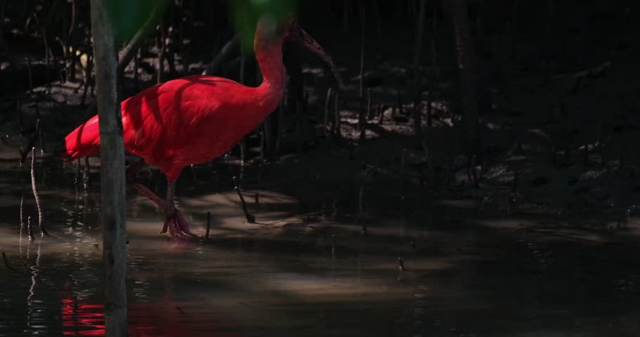 Using its long bill, a lone Scarlet Ibis-Red Ibis Eudocimus ruber is foraging for its meal underneath the mangroves near the Gulf of Thailand.