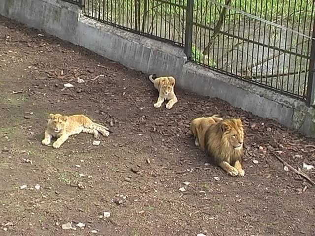 three lions in the city zoo on spring day
