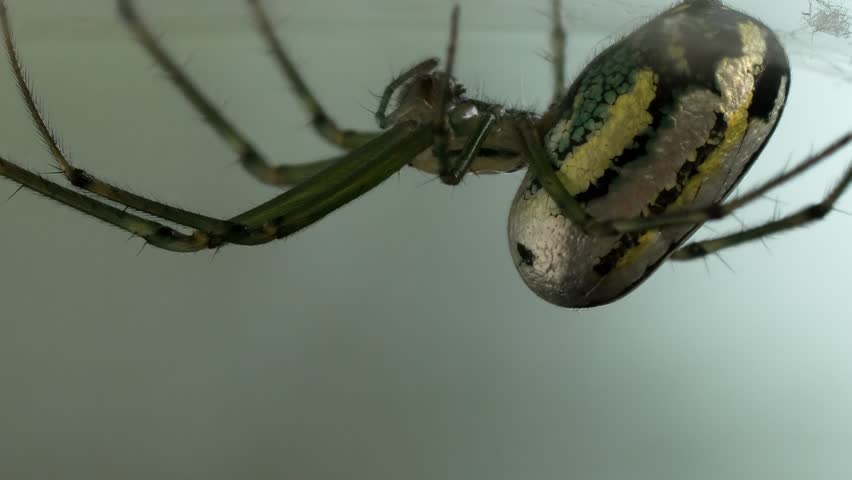 Orchard Spider with a Shiny, Metallic Abdomen Hanging in its Web