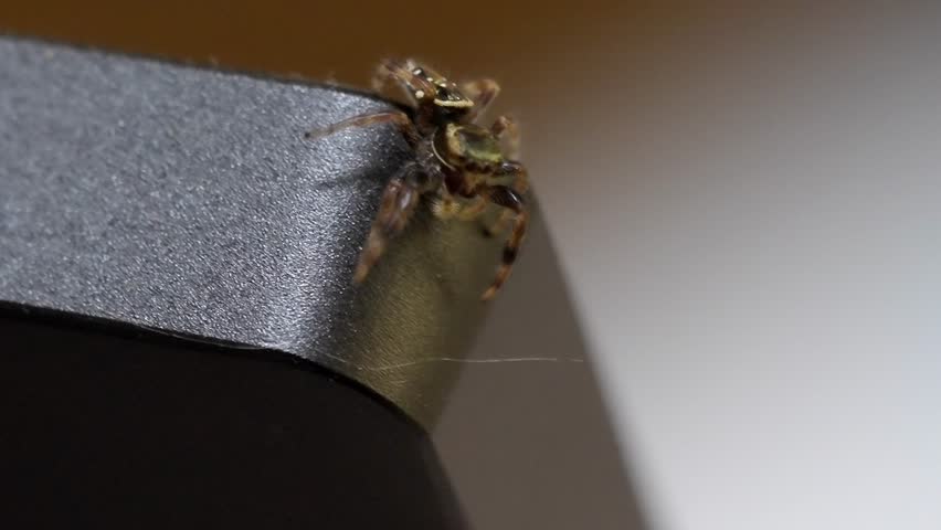 Macro Shot: Jumping Spider Explores Top of Laptop Screen
