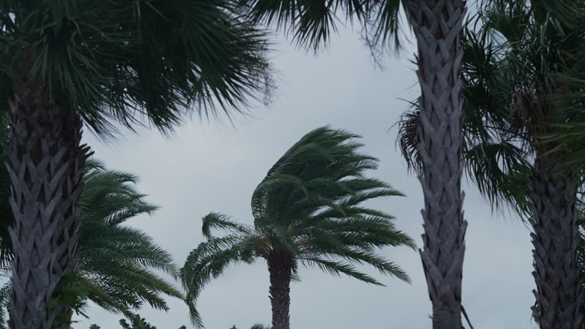 Palm Trees Shaking in the Wind. Tropical Storm Florida Wind Hurricane