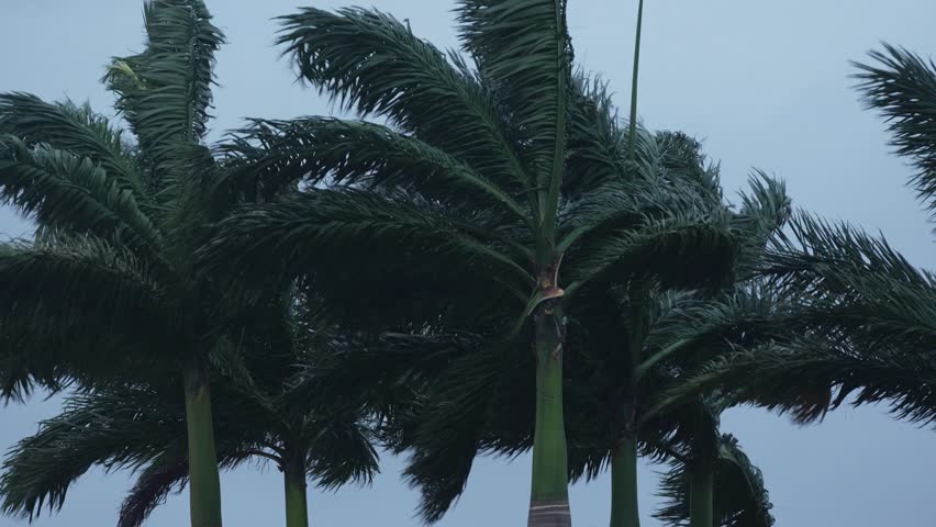 Florida Storm Close Up Palm Trees Blowing in the Wind Dangerous Hurricane