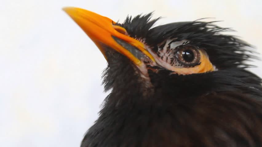 A myna bird perches calmly after rainfall, droplets glistening on its wet feathers as it shakes off the water. Captured in a serene village moment just after a summer downpour.