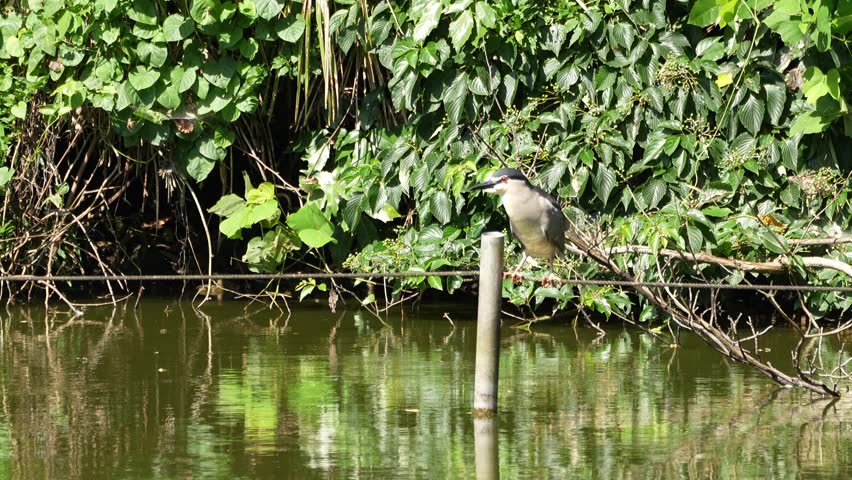 black crowned night heron in a pond