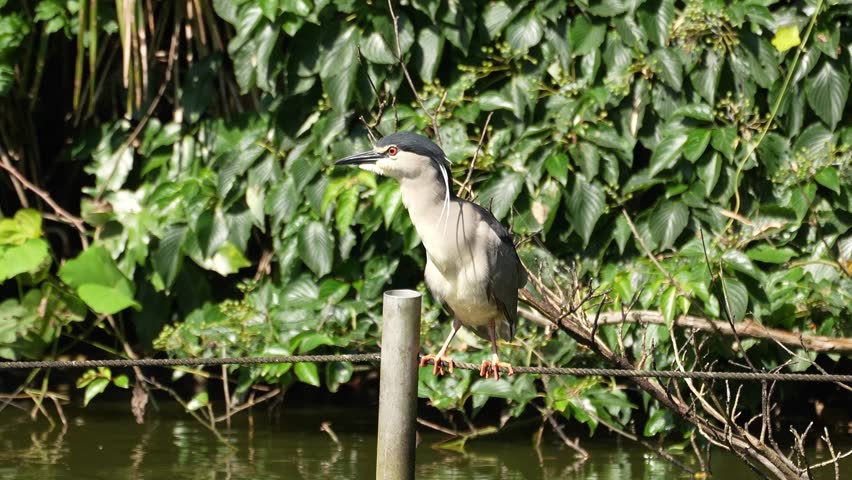 black crowned night heron in a pond
