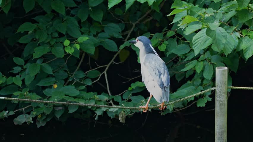 black crowned night heron in a pond