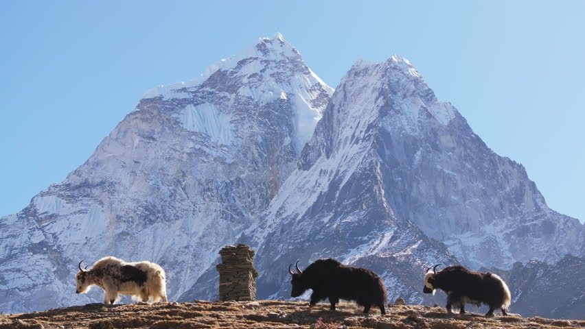 Yaks Grazing Against the Majestic Snow-Capped Peaks of the Himalayas in Nepal