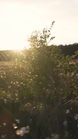 Sun light shines through trees in scenic landscape Video